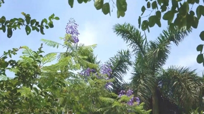 Hoa phượng tím (Jacaranda mimosifolia) đón nắng hè