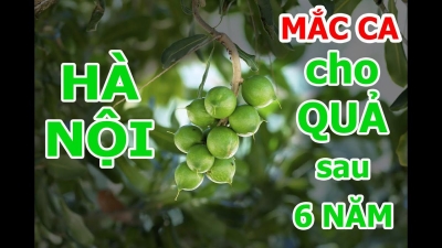 Cây Mắc ca (Macadamia) ra quả sau 6 năm trồng thử nghiệm tại CV thực vật cảnh Việt Nam
