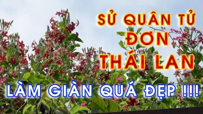 Hoa SỬ QUÂN TỬ ĐƠN THÁI LAN - Ưu điểm vượt trội so với hoa Sử quân tử Việt
