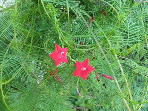 Cây hoa sao (Ipomoea quamoclit)