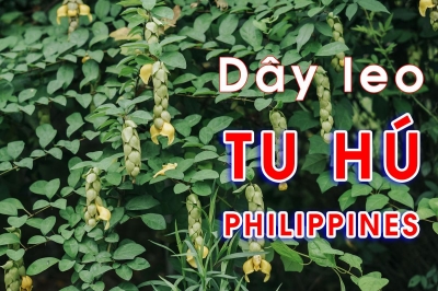 Cây dây leo Tu hú Philippines (Cây Huyền Trân công chúa - Gmelina philippinensis Cham)