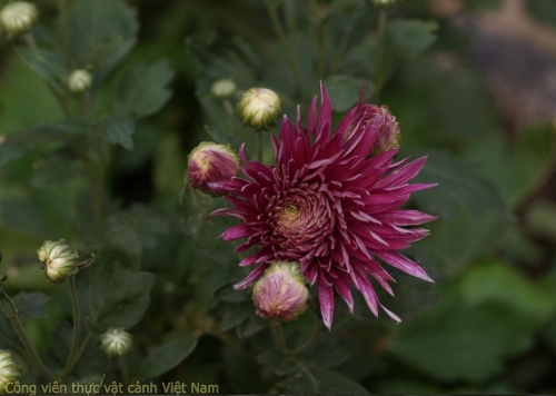 Bộ sưu tập hoa cúc - Cúc xoáy tím