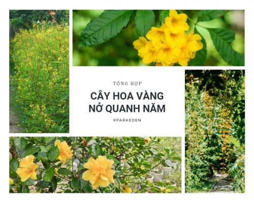 Tổng hợp một số loại hoa màu vàng nở quanh năm tại Công viên thực vật cảnh VN