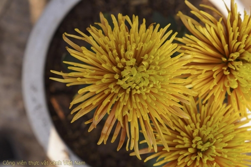 Bộ sưu tập hoa cúc - Cúc trâm vàng