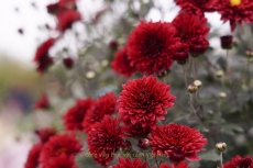 Hoa cúc cổ - Cúc cổ đỏ Sơn La