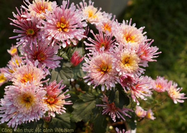 Bộ sưu tập hoa cúc - Cúc thìa ngọc (spoon chrysanthemum)