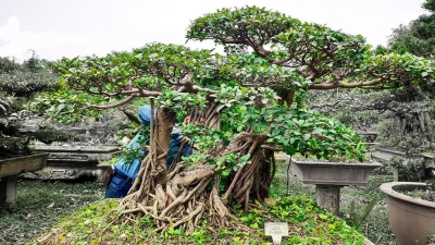 Tác phẩm bonsai Si búp đỏ TÌNH NGHỆ SĨ - nghệ nhân Đào Mạnh Hùng
