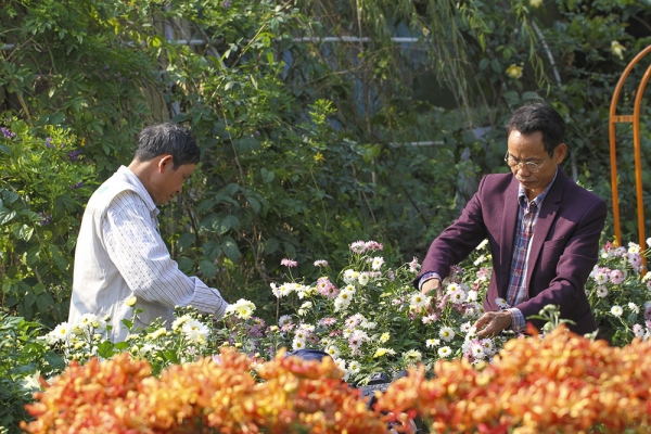 7 Lưu ý khi trồng và chăm sóc hoa cúc cổ trong chậu tại nhà